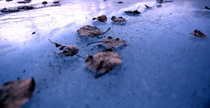 冰上的树叶