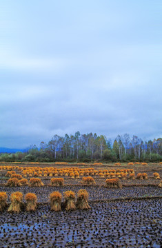 田野