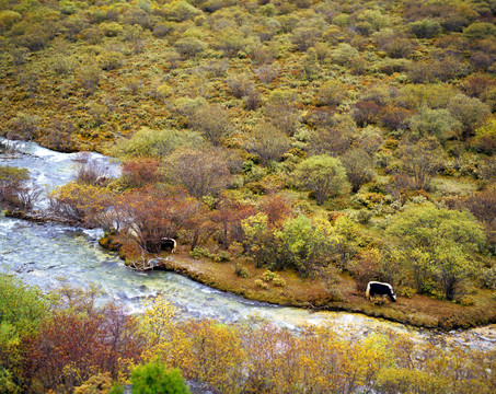 高山牧场