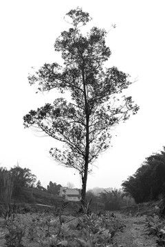 黑白树枝剪影背景素材