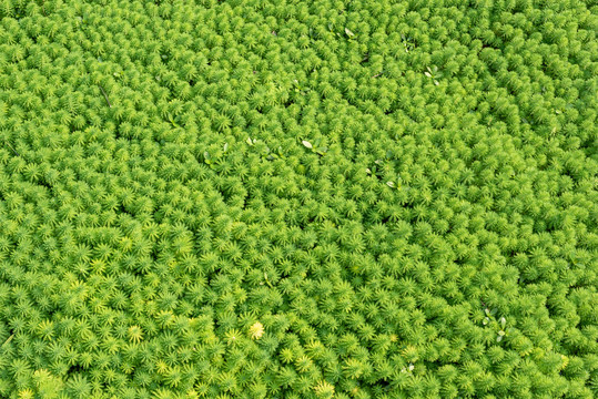 绿色植物背景素材