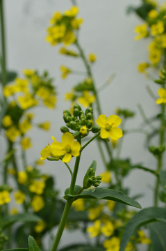 油菜花