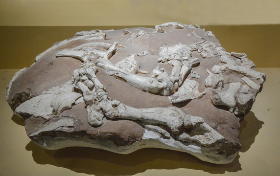 三趾马动物群化石埋藏