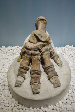 亚洲象脚趾化石