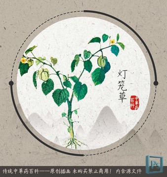 中草藥百科插圖燈籠草