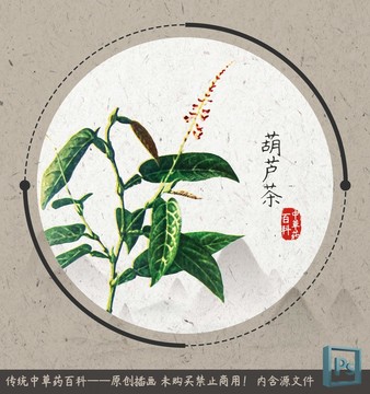 中草藥百科插圖葫蘆茶