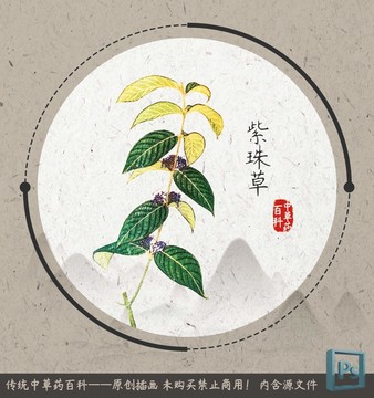 中草药百科插图紫珠草