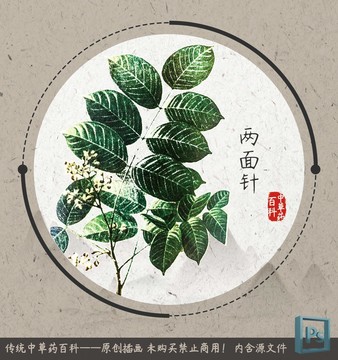 兩面針