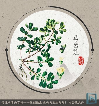 馬齒筧