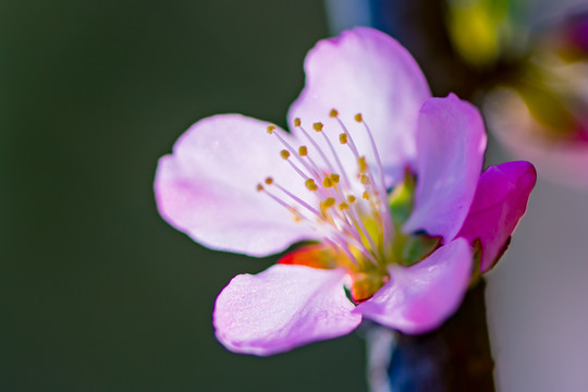 梅花