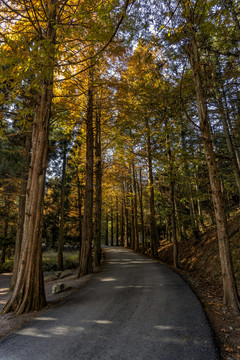 金华北山秋天水杉树黄叶