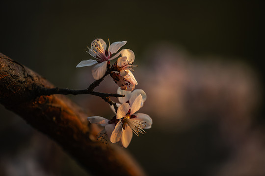 花卉