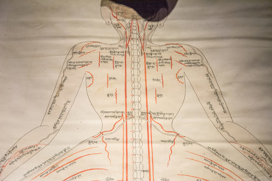 藏文人体穴位