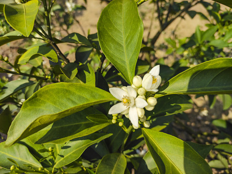 橙花