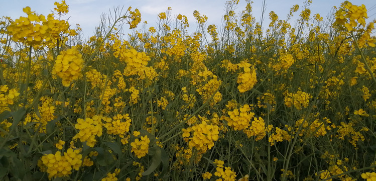 油菜花