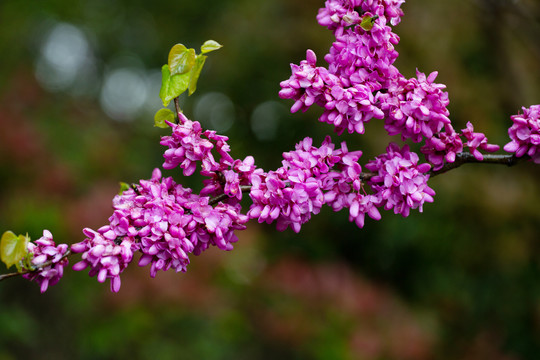 紫荆花