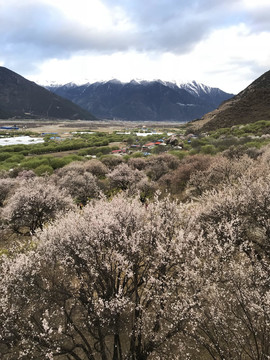 林芝桃林与雪山