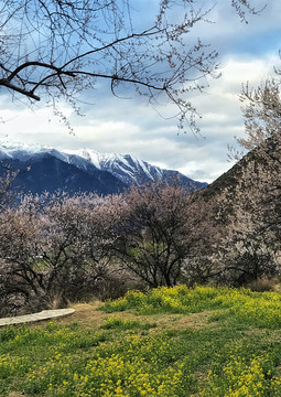 林芝桃林与雪山