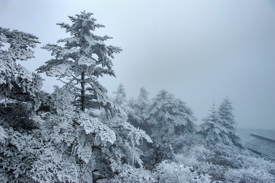 松林雪景