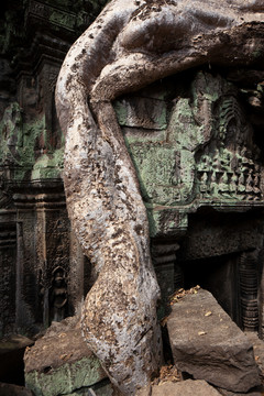 柬埔寨塔布茏寺和蛇树