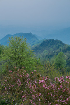 山上的桃花