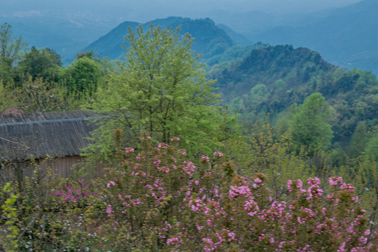 山上的桃花