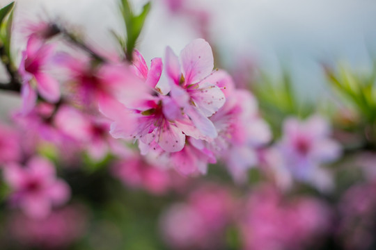 山上的桃花