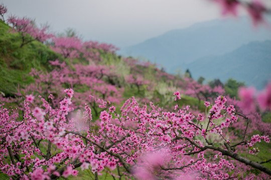 山上的桃花