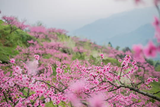 山上的桃花