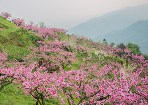 山上的桃花