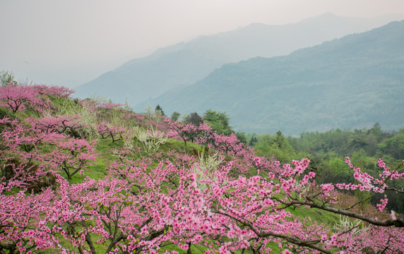 山上的桃花