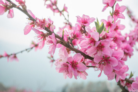 山上的桃花