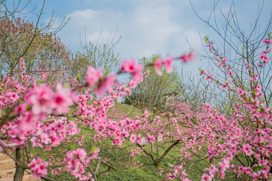 山上的桃花