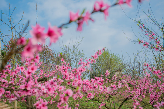 山上的桃花