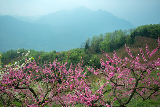 山上的桃花