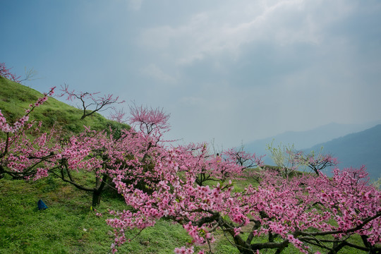 山上的桃花