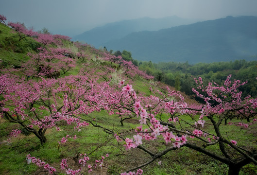 山上的桃花