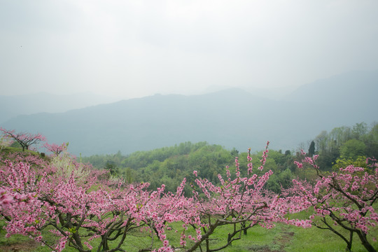 山上的桃花