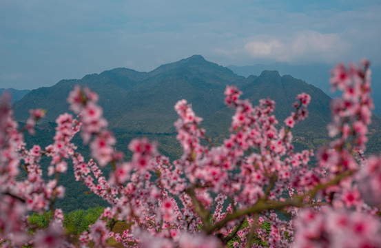 山上的桃花