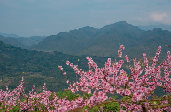 山顶上的桃花