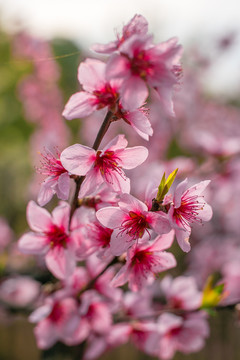 桃花