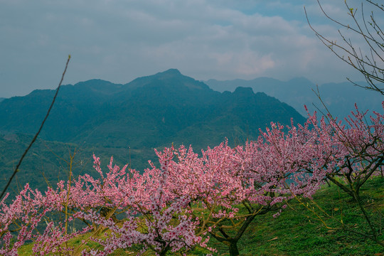 山上的桃花