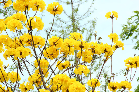 黄花风铃木