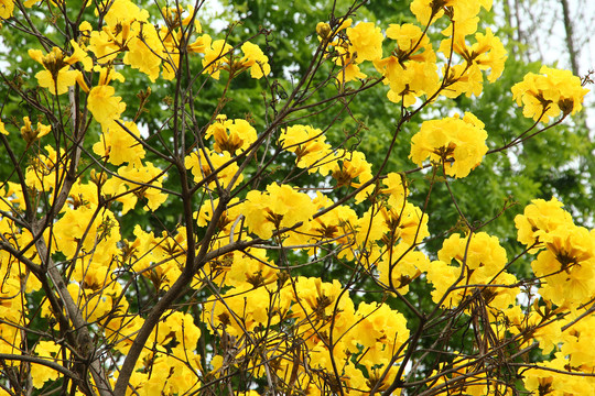 黄花风铃木