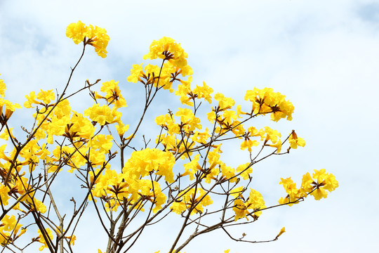 黄花风铃木