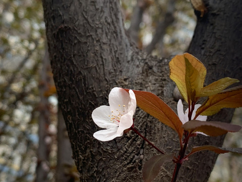 李子花