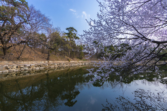 桃花