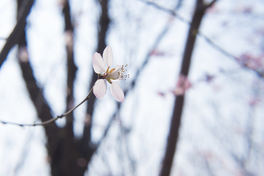 桃花