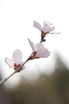 一枝桃花