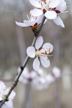 花蕊